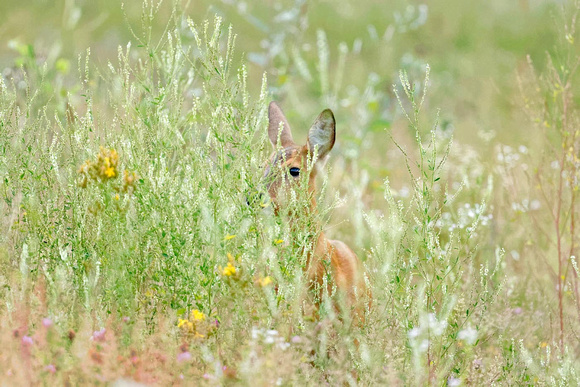 Roe deer Reh Capreolus capreolus, by Ueli Rehsteiner