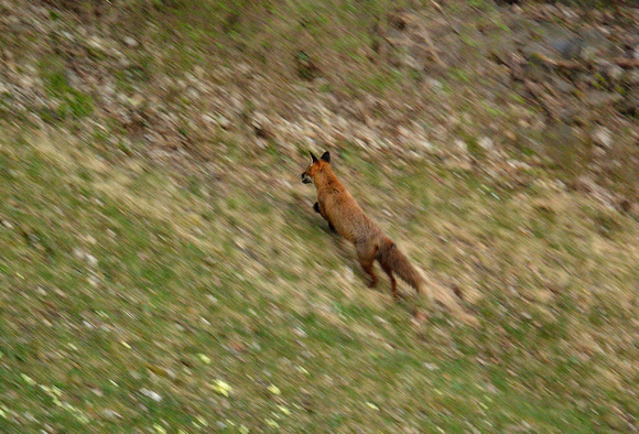 Red Fox Fuchs Zorro Renard Vulpes vulpes, by Ueli Rehsteiner