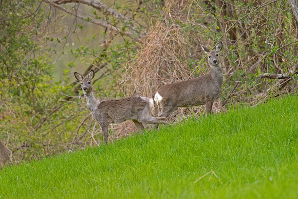Roe deer Rehgeissen mit grossen Unterschieden im Fellwechsel Capreolus capreolus, by Ueli Rehsteiner