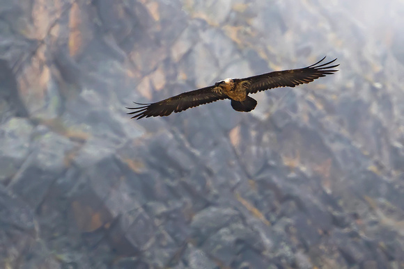Bearded vulture (Gypaetus barbatus), by Felix Rehsteiner