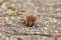 Greater white-toothed shrew Musaraña gris Hausspitzmaus Crocidura russula(?), by Ueli Rehsteiner