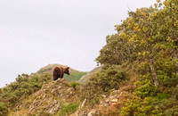 Cantabrian brown bear female Kantabrischer Braunbär Oso pardo cantabrico hembra Ursus arctos, by Ueli Rehsteiner