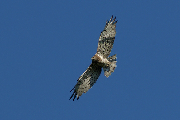 Short-toed Eagle (Circaetus gallicus)