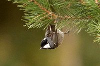 A true acrobat! Coal Tit Tannenmeise Periparus ater, by Ueli Rehsteiner