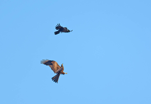 Back Kite Schwarzmilan Milvus migrans and Carrion Crow Rabenkrähe Corvus c. corone, by Ueli Rehsteiner