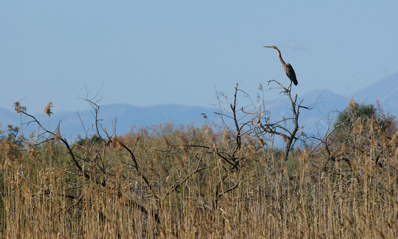 Purple Heron overlooking the marsh