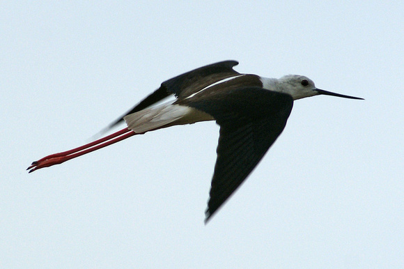 Black-winged Stilt (Himantopus himantopus)