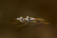 Double-eyed Common Toads Doppeläugiges Erdkrötenpaar  Bufo bufa, by Ueli Rehsteiner