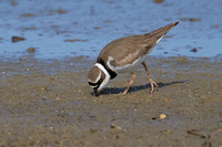 Wildlife of Greece