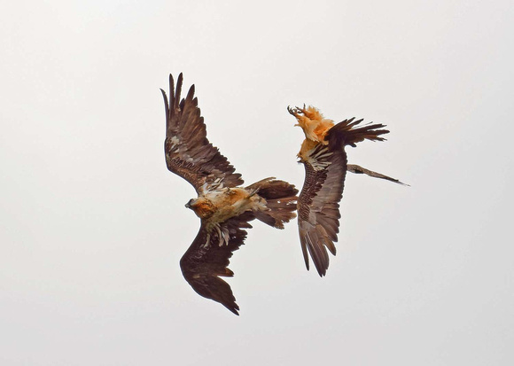 Bearded Vulture Bartgeier Gypaetus barbatus, by Ueli Rehsteiner