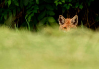 Red fox Rotfuchs Vulpes vulpes, by Ueli Rehsteiner