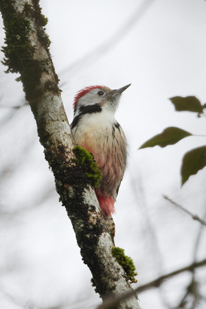 Middle Spotted Woodpecker (Dendrocopos medius), by Felix Rehsteiner