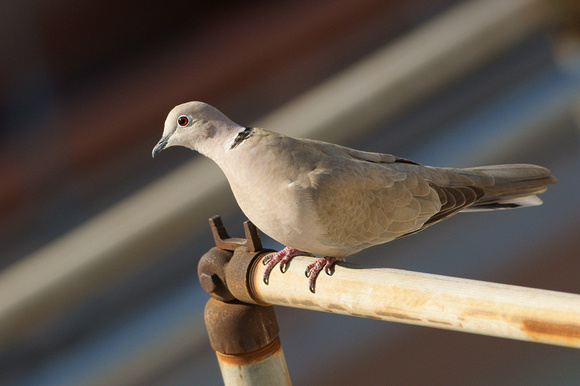 Collared Dove (Streptopelia decaocto)